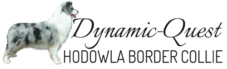 Dynamic Quest – hodowla Border Collie